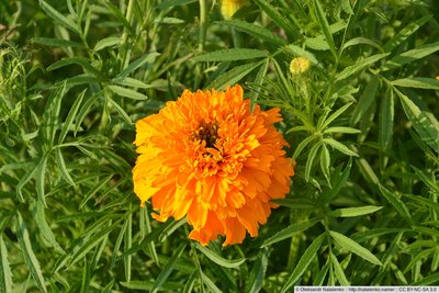 Квіточки у Бродах — 1 | NIKON CORPORATION NIKON D3100 | 105 mm | 1/80 s | f/10 | ISO100