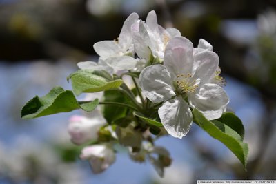 Цвіт яблуні за хатою, смт. Нові Санжари | NIKON CORPORATION NIKON D3100 | 105 mm | 1/640 s | f/5.6 | ISO100